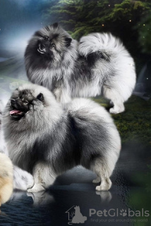 Additional photos: Keeshond / wolfspitz puppies