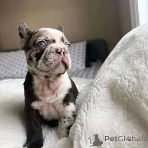 Photo №2 to announcement № 163567 for the sale of  - buy in Belgium 