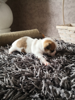 Photo №4. I will sell chihuahua in the city of Brest. breeder - price - 409$