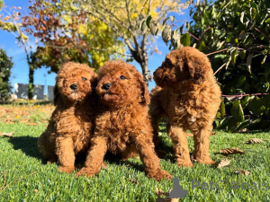 Photo №1. poodle (toy) - for sale in the city of Berlin | negotiated | Announcement № 160830