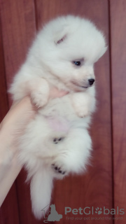 Photo №4. I will sell japanese spitz in the city of Dnipro. private announcement - price - 8000$