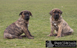 Photo №4. I will sell perro de presa canario in the city of Šabac. private announcement - price - negotiated