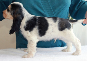 Photo №2 to announcement № 5837 for the sale of english cocker spaniel - buy in Russian Federation breeder