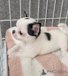 Photo №2 to announcement № 165312 for the sale of chihuahua - buy in France breeder