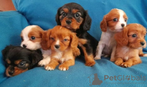 Photo №1. cavalier king charles spaniel - for sale in the city of Bucharest | 370$ | Announcement № 125736