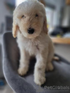 Photo №3. Ready to leave now. Goldendoodle puppies. United States