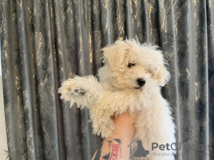 Photo №3. Duty Puppy ( Bishon Frize). Romania