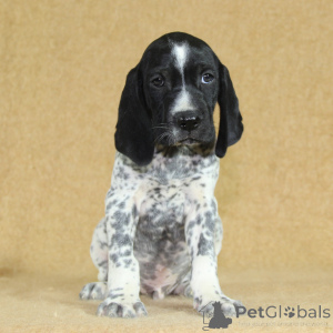 Photo №3. Braque d'Auvergne LOF puppies to reserve. France