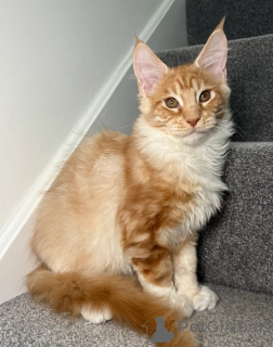 Photo №4. I will sell maine coon in the city of Augusta. private announcement - price - negotiated