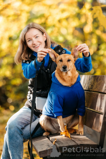 Photo №2 to announcement № 126889 for the sale of non-pedigree dogs - buy in Russian Federation private announcement, from the shelter