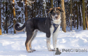 Photo №3. Robbie is looking for a family!. Russian Federation
