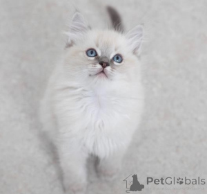 Photo №1. ragdoll - for sale in the city of Mülheim-Kärlich | 329$ | Announcement № 150882