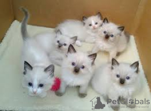 Photo №1.  - for sale in the city of Berlin | Is free | Announcement № 133429