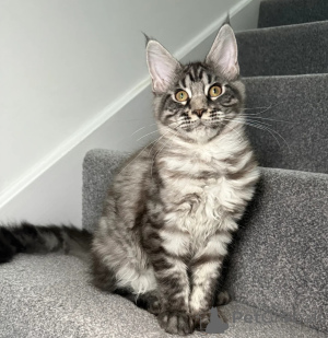 Photo №2 to announcement № 158078 for the sale of maine coon - buy in United States private announcement