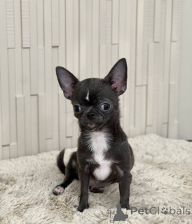 Photo №1. non-pedigree dogs - for sale in the city of Tennessee City | 1000$ | Announcement № 167335