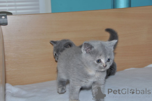 Photo №4. I will sell british shorthair in the city of Chemnitz. private announcement - price - 599$