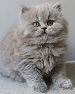 Photo №2 to announcement № 165316 for the sale of british shorthair - buy in Belgium 