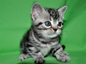 Photo №1. american shorthair - for sale in the city of Moscow | Negotiated | Announcement № 2437
