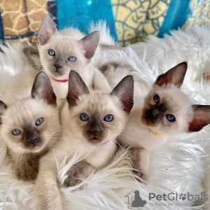Photo №1. siamese cat - for sale in the city of Berlin | 423$ | Announcement № 83085