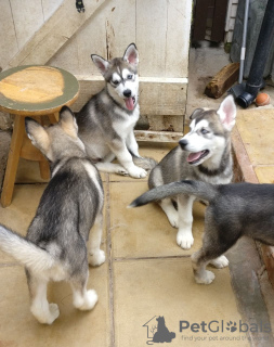 Photo №2 to announcement № 63491 for the sale of siberian husky - buy in United States breeder
