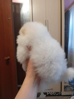 Photo №4. I will sell pomeranian in the city of Москва. private announcement - price - Is free