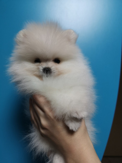 Photo №3. Breed pedigree Pomeranian Spitz from titled parents are offered.. Belarus