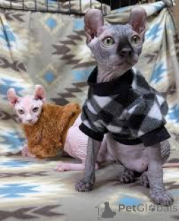 Photo №1. sphynx-katze - for sale in the city of Espoo | 516$ | Announcement № 166954