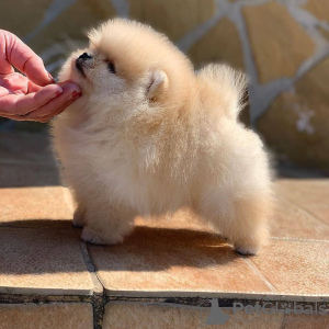 Photo №1. pomeranian - for sale in the city of Франкфурт-на-Майне | 423$ | Announcement № 106093