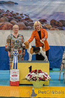 Photo №1. beagle - for sale in the city of Irkutsk | 710$ | Announcement № 149741