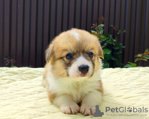 Photo №4. I will sell welsh corgi in the city of Stavropol. from nursery, breeder - price - 1380$