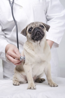 Photo №1. Veterinarian Services in the city of Kharkov. Price - 20$. Announcement № 377