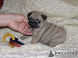 Photo №1. pug - for sale in the city of Гамбург | 158$ | Announcement № 124495