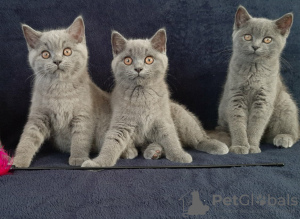 Photo №1. british shorthair - for sale in the city of Виттен | 651$ | Announcement № 14841