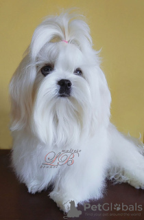 Photo №1. maltese dog - for sale in the city of Kiev | 700$ | Announcement № 51590
