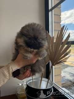 Photo №3. I have 5 purebred pomerania puppies for sale. Germany