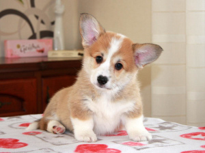 Photo №4. I will sell welsh corgi in the city of Minsk. breeder - price - 800$