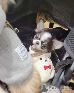 Additional photos: Puppy Chihuahua Longhair girl