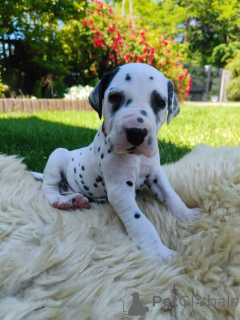Photo №4. I will sell dalmatian dog in the city of Helsinki. private announcement - price - Is free
