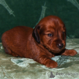 Photo №2 to announcement № 101184 for the sale of dachshund - buy in Germany 