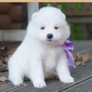 Photo №1. samoyed dog - for sale in the city of City of London | negotiated | Announcement № 171117