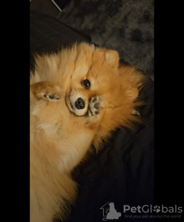 Photo №1. pomeranian - for sale in the city of Торонто | negotiated | Announcement № 93628