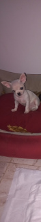 Photo №1. chihuahua - for sale in the city of Hurghada | 250$ | Announcement № 127618