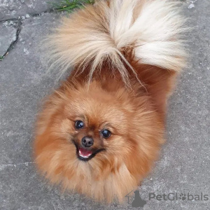 Photo №1. pomeranian - for sale in the city of Севилья | Is free | Announcement № 39298