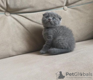 Photo №2 to announcement № 106484 for the sale of scottish fold - buy in Czech Republic 