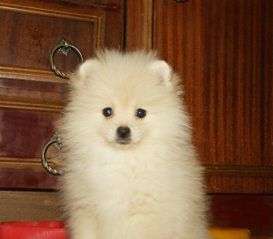 Photo №3. girls spitz RKF. Russian Federation