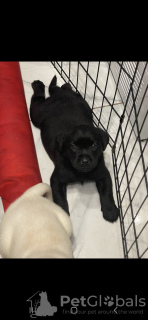 Additional photos: Beautiful pedigree Labrador pups