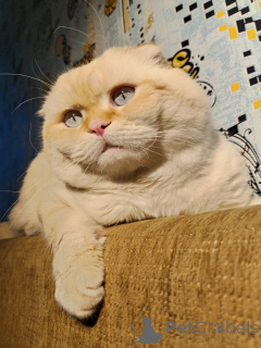 Photo №3. Delirium Tsats. Russian Federation