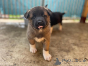 Photo №1. akita - for sale in the city of Saiberjay | negotiated | Announcement № 173377