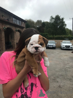Photo №3. Vaccinated toilet trained English bulldog puppies for sale. Spain
