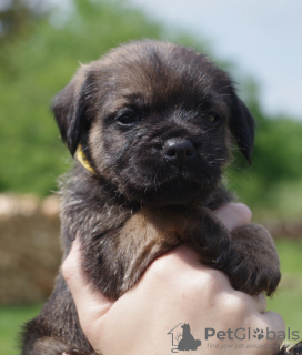 Photo №4. I will sell border terrier in the city of Szczecinek. breeder - price - 1352$